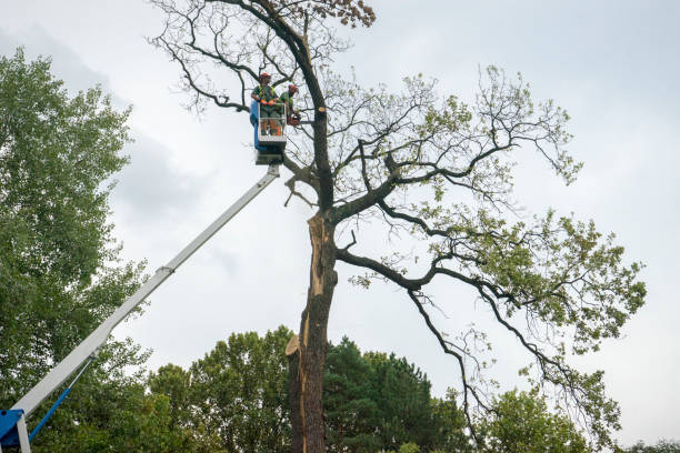 Best Commercial Tree Services  in Galena Park, TX